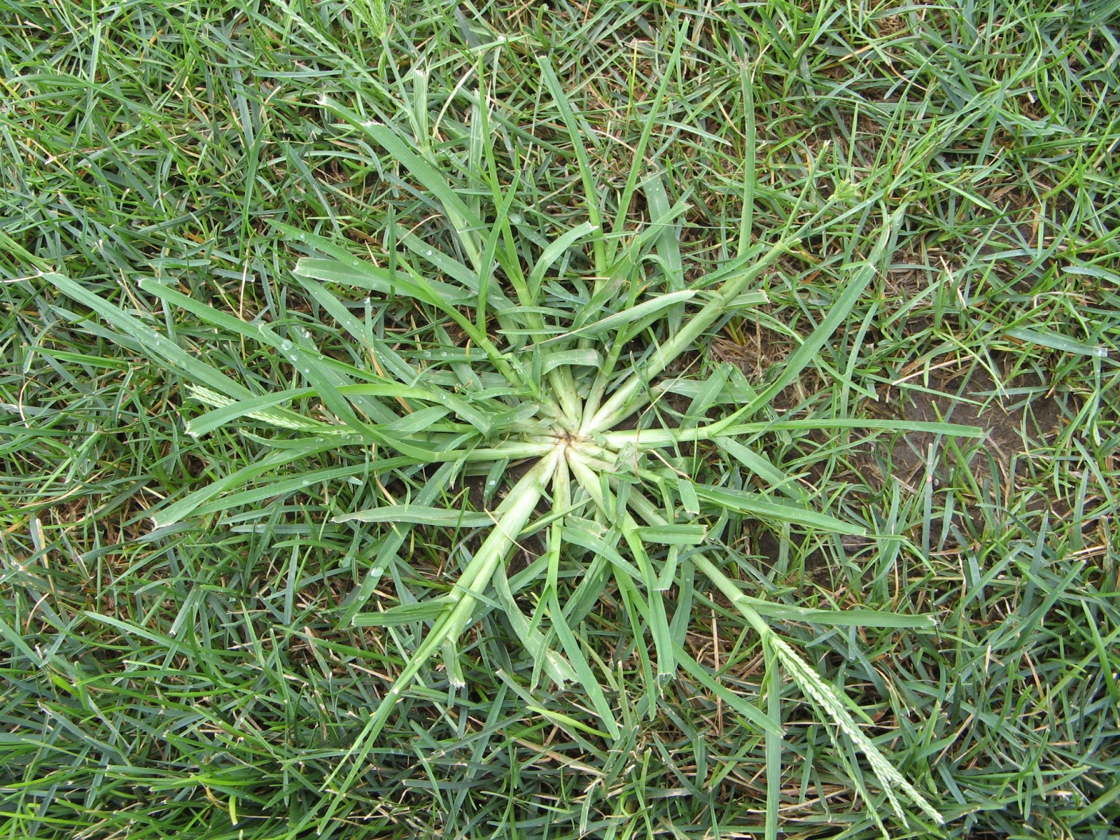 A Hot And Dry Mid Tenn Summer Brings Grassy Weeds To Many Lawns How You Can Prevent Them In The