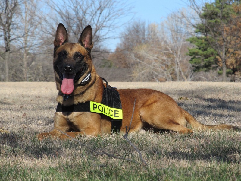 tennessee dog laws tennessee dog laws