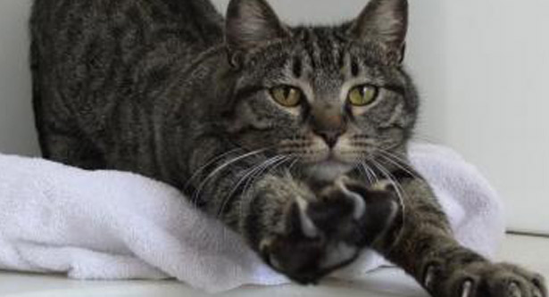 Maddie from happy Tales