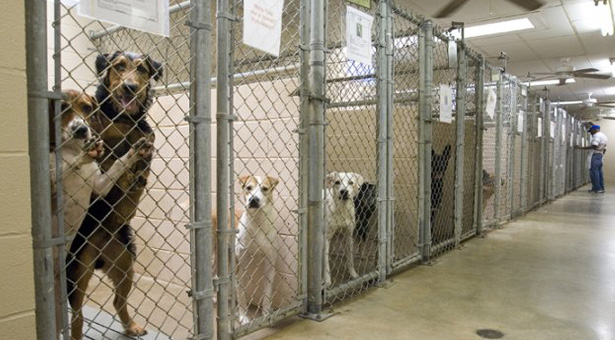 dog adoption center
