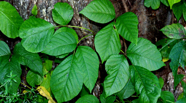 Leaves of Three, Let It Be' - Tips on Identifying Poison Ivy