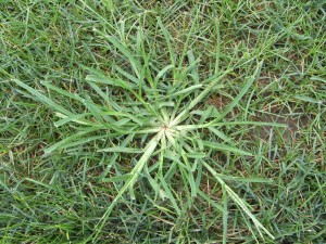 Goosegrass