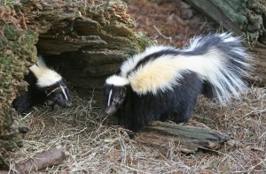 skunks