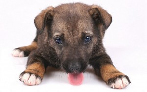 Sweet-Puppy-puppies-16094472-1280-800