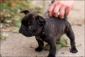 cute-pug-puppies-for-free-in-pa-black-necklace-puppy-small-black-puppy-picture-black-puppy-color-with-brown-marking