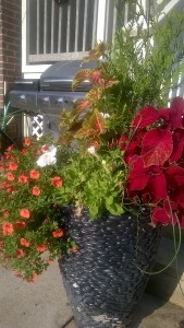 Mixed Conifer & Floral Planter