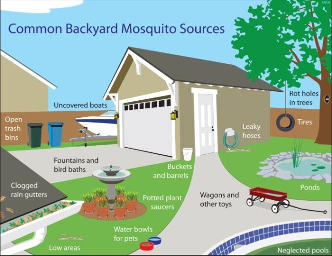 shelby county health department mosquito infographic