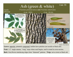 Ash-green-white_2pg-1024x791
