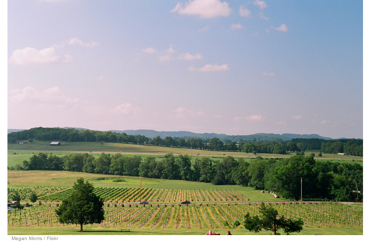 arrington vineyards