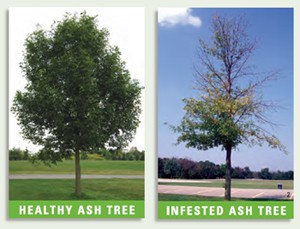 ash_trees_healthy_infested