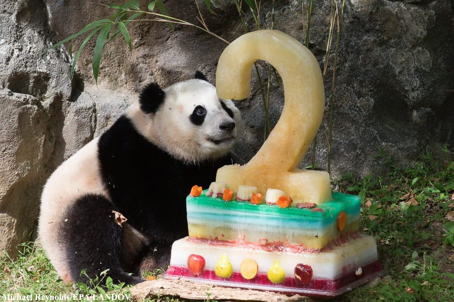 giant-panda-2nd-birthday