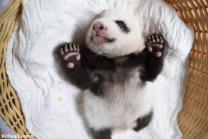 panda-born-national-zoo