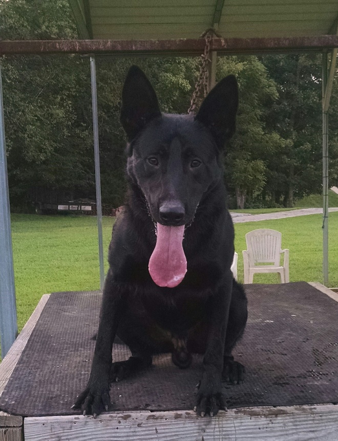 WCSO Bomb Detection Dog