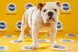 shelter pups in puppy bowl