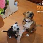 Teddy & Lucky, Pet Proprietors Three Dog Bakery 