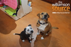 Teddy & Lucky, Pet Proprietors Three Dog Bakery 