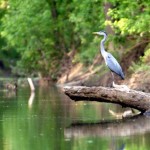 harpeth river watershed association