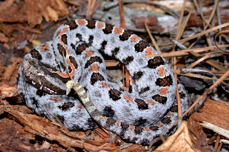 Eastern Hog-nosed Snake  State of Tennessee, Wildlife Resources