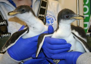 baby penguins