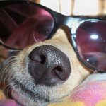 doggy splash at port royal park