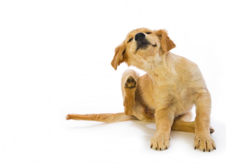 Healing Your Dog S Itchy Skin Williamson Source