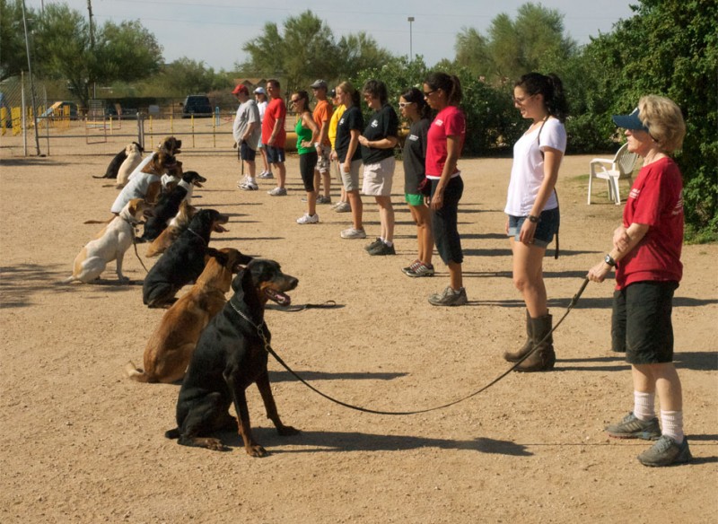 Local Obedience Classes For Your Pup 