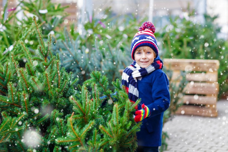 Get the Perfect Christmas Tree With These 5 Tips - Williamson Source