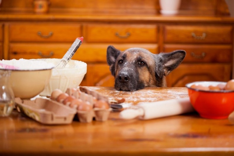 5 Table Foods that Are Bad For Your Dog 