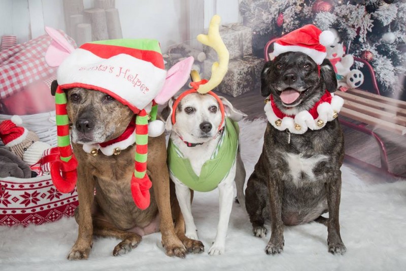 three dog bakery holiday pet portraits three dog bakery holiday pet portraits