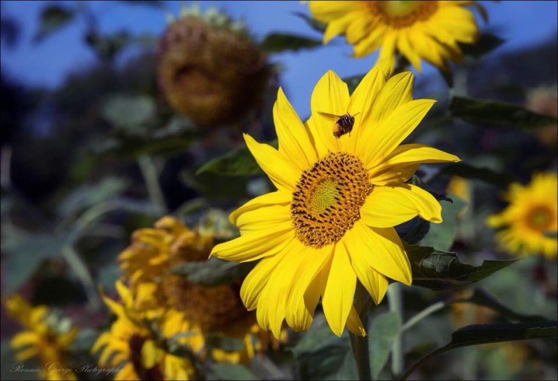 Sunflower Sunday