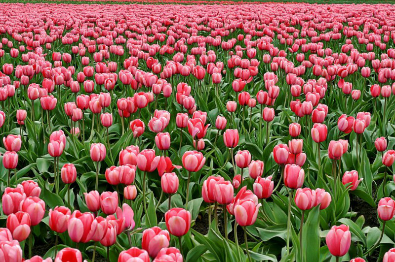 Field Of Flowers For Obits Williamson Source