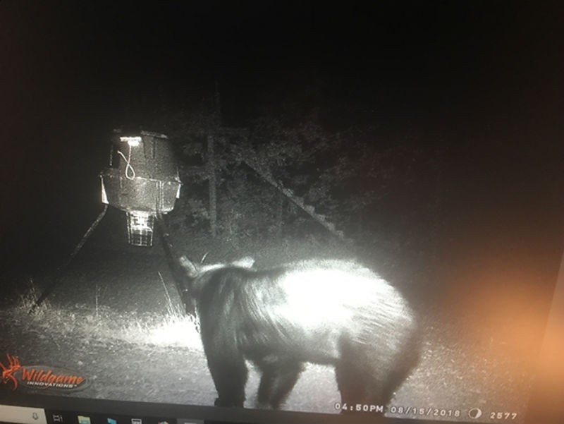 Black Bear Spotted in Middle Tennessee Williamson Source