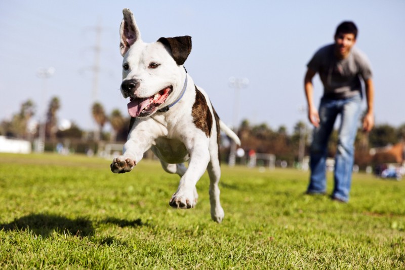 nutro dog park