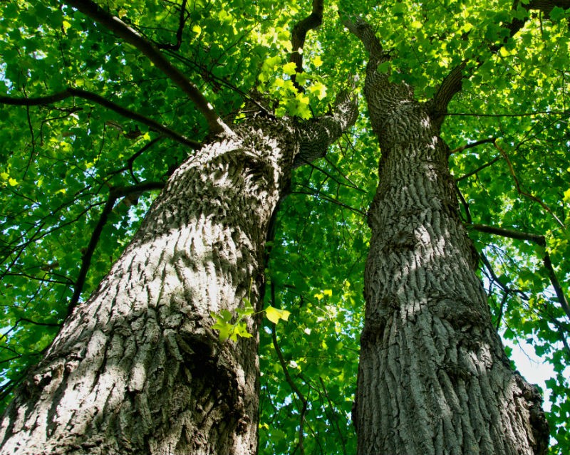 Top Trees To Plant In Middle Tennessee Williamson Source