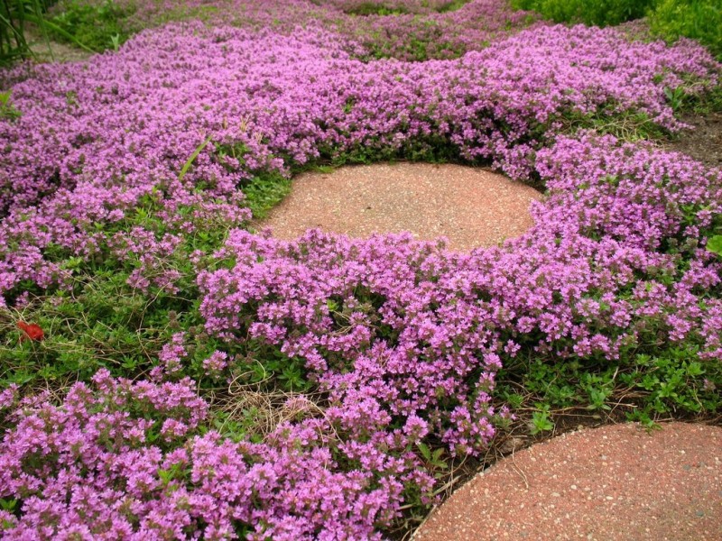 common thyme ground cover