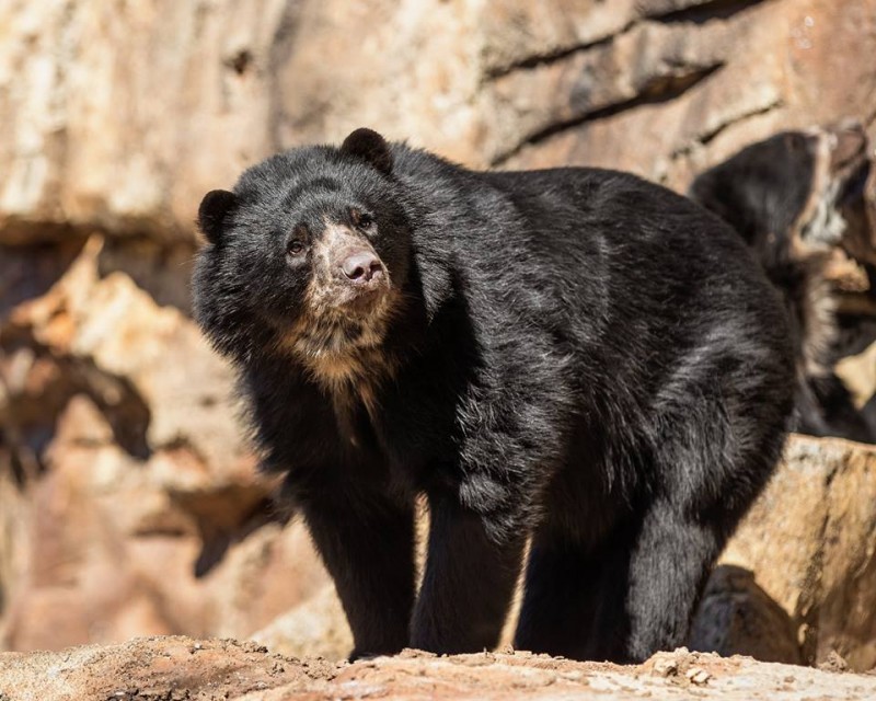 Nashville Zoo - Andean Bear Holt