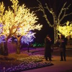 cheekwood lights
