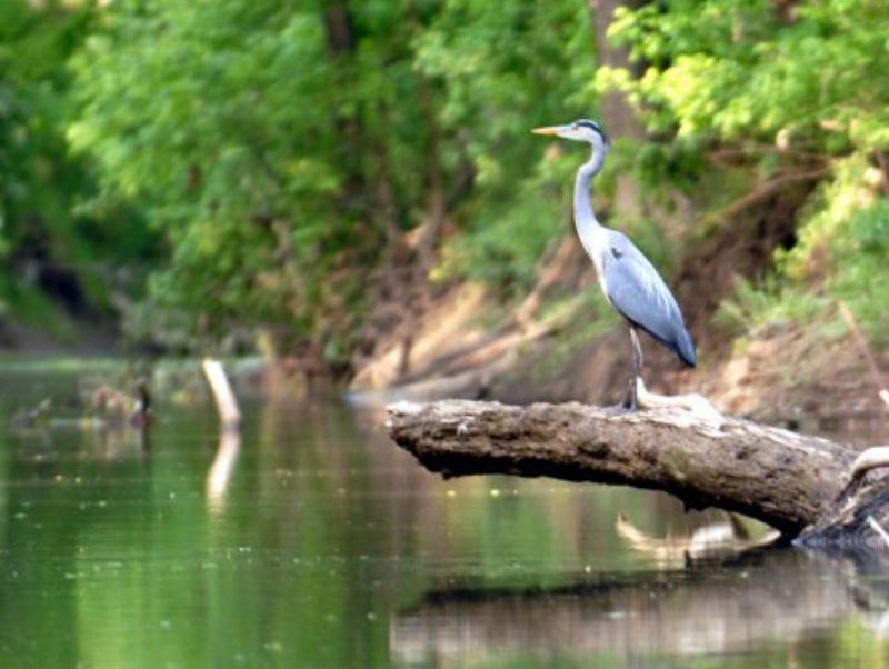 harpeth river