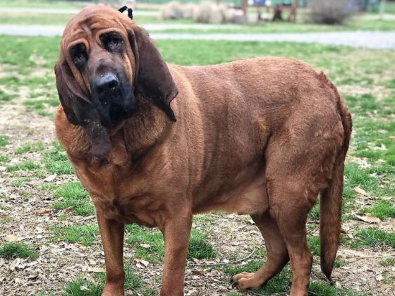 Rescue of the Week Beauregard Rescue of the Week Beauregard Williamson County Animal Center