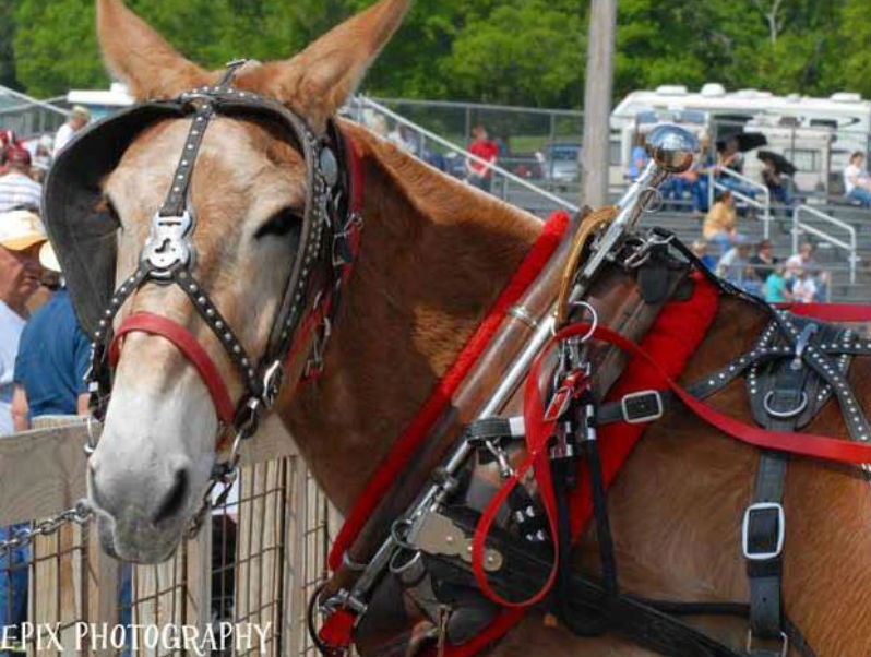 Happening Now Mule Day 2019 Williamson Source