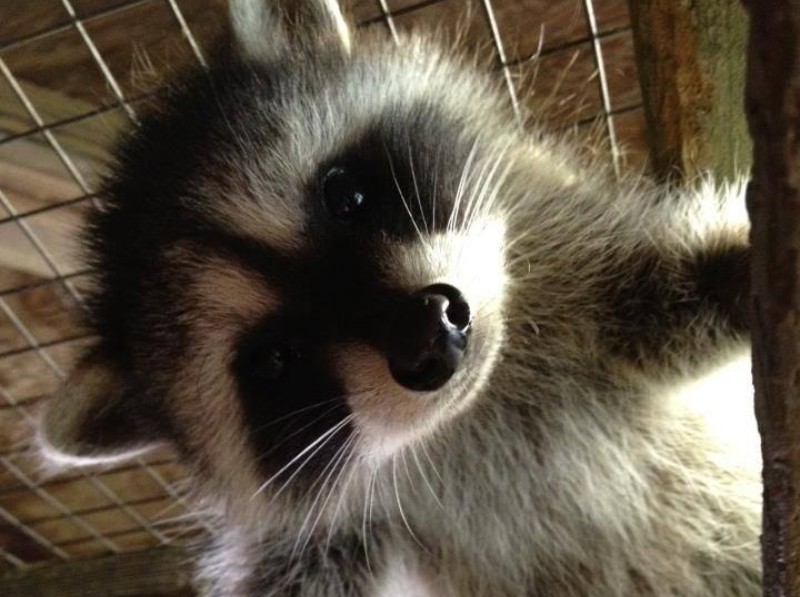 Animal Voyagers Wildlife Program, Fairview Library