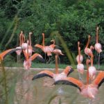 flamingos at nashville zoo