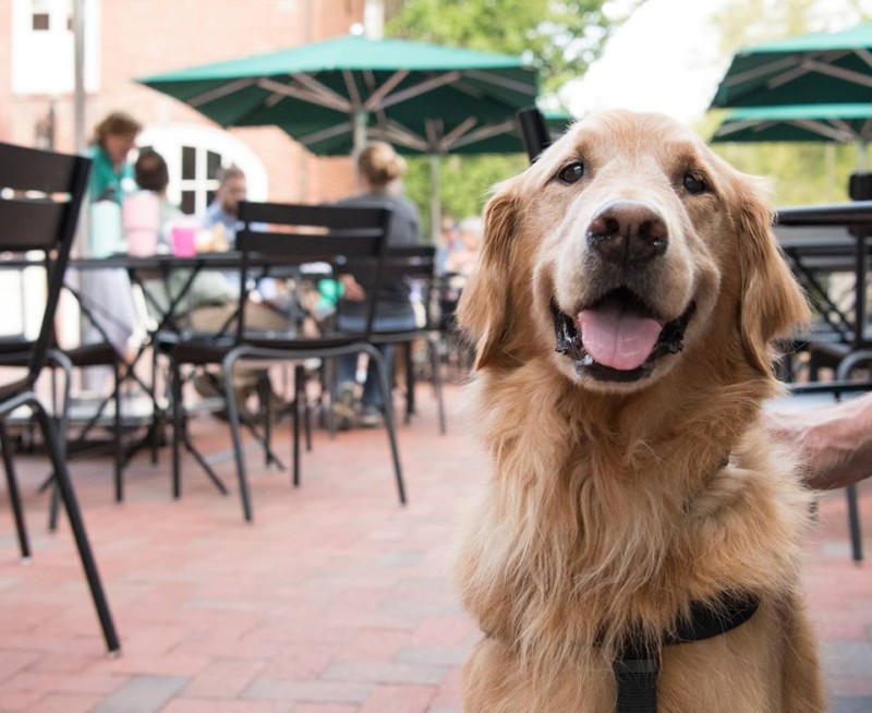 Dog Nights of Summer at Cheekwood