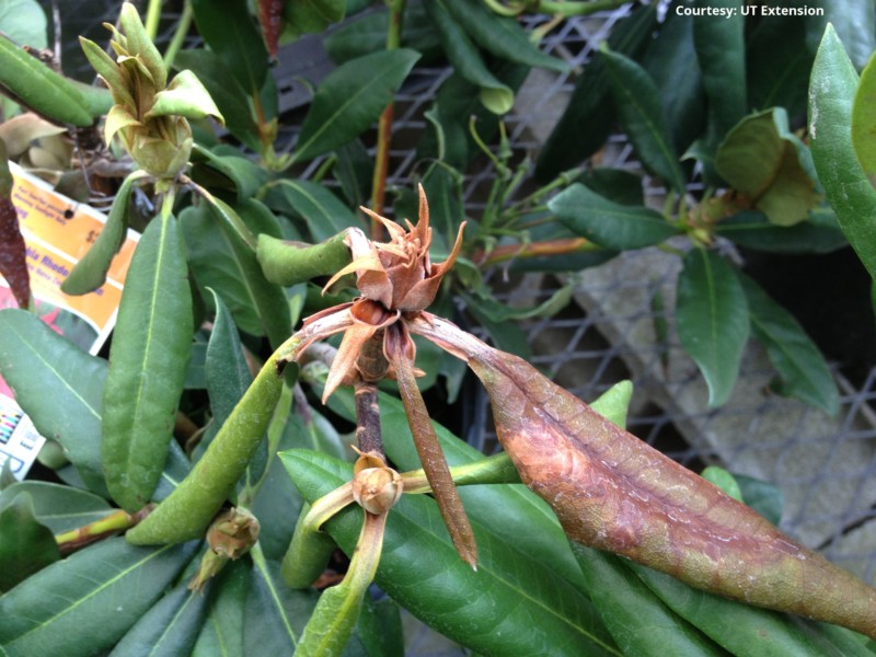 Rhododendron phytophthora foliar blight (UT)