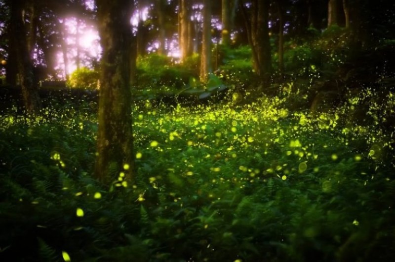 fireflies of the smokies