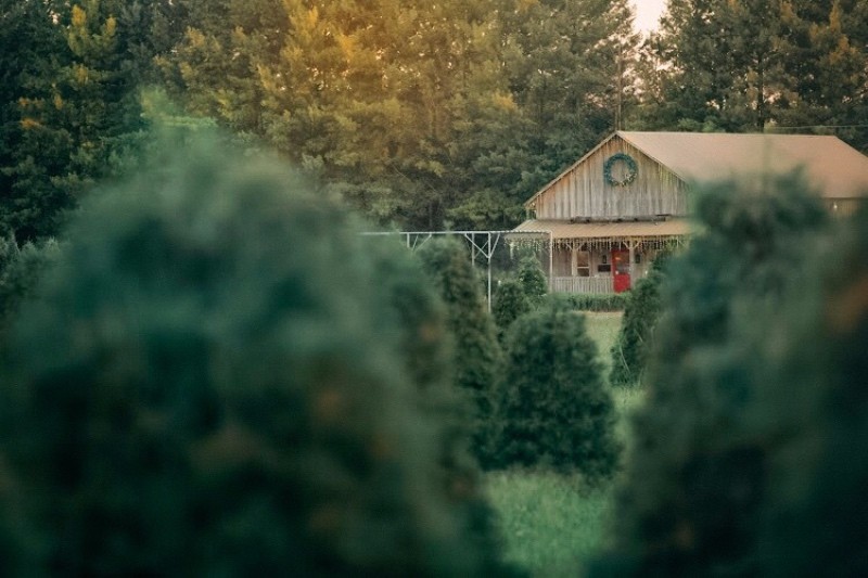 Country Cove Christmas Tree Farm