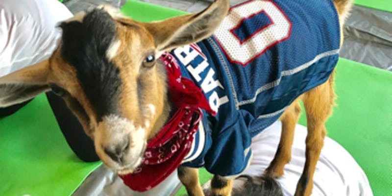 Goat Yoga Nashville