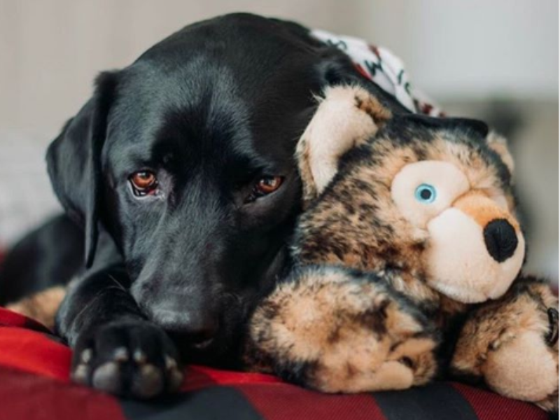 fluff and tuff dog toys