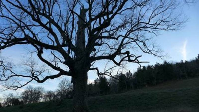 Tree Board Launches Instagram Photo Contests and More Ahead of Arbor Day 2020 Tree Board Launches Instagram Photo Contests and More Ahead of Arbor Day 2020