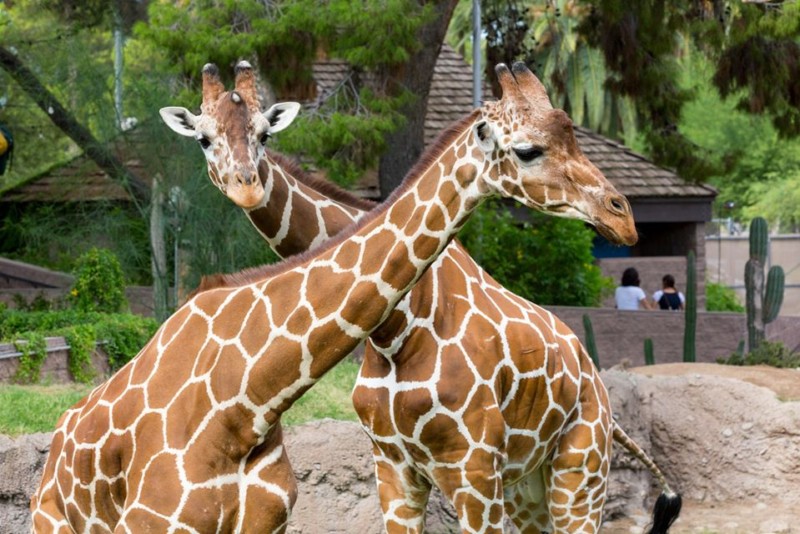 reid park zoo giraffe